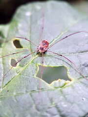 Macro harvestman spider garden leaf