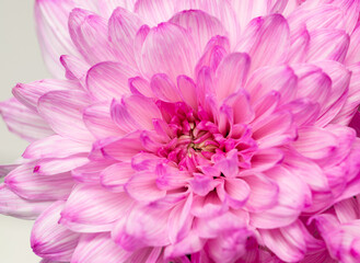 pink chrysanthemum flower petals as background