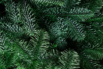 The green branches of nobilis are close. Green floral background