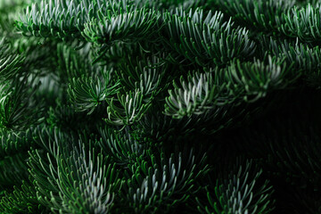 The green branches of nobilis are close. Green floral background