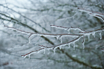 Glaze ice on a tree, freezing rain on a tree branch 