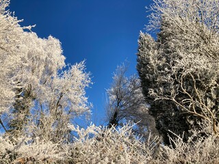 Weiße Baumkronen im Winter unter blauem Himmel