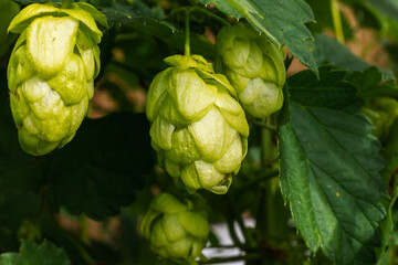 Farming and agriculture concept. Green fresh ripe organic hop cones for making beer and bread,...