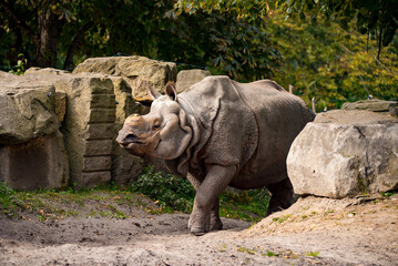 Naklejka premium rhino in zoo