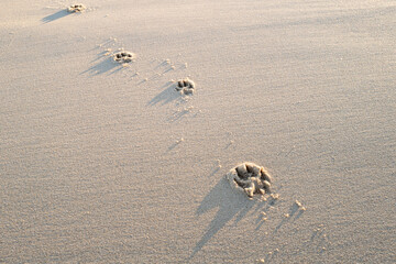 Obraz premium Fresh dog paw prints seen on a deserted winter beach. The dog was let of her leash to go for a beach run.