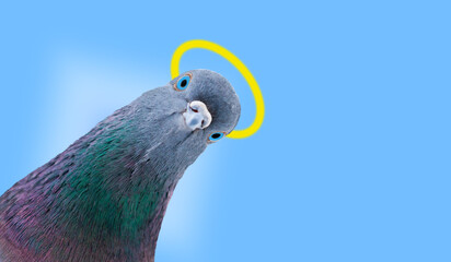 dove with a halo over its head, a symbol of good