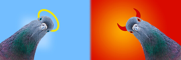Pigeon angel and pigeon devil, good and evil
