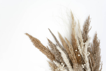 Pampas grass in natural colors isolated on white background with copy space, Flat lay Set of dry...