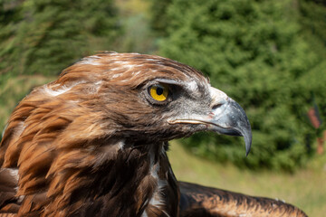 Berkut looks around. the golden eagle inspects the environment from his against the backdrop of the mountains.