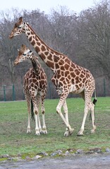 Two giraffes in the savannah
