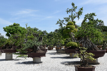 Fototapeta na wymiar Nong Noch botanischer Garten in Pattaya, Thailand