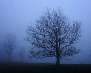 Fototapeta na wymiar Kahle Esche im Nebel auf der Schwäbischen Alb