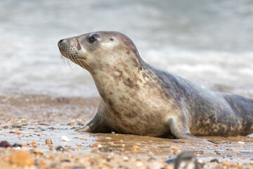 Close-up of wild grey seal pup. Cute animal profile image from The Horsey colony Norfolk UK