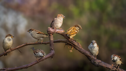 Team together
Passer montanus - Passer domesticus
House Sparrow - Eurasian tree sparrow