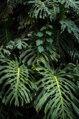  Jungle wall background. Green tropical palm leaves with monstera foliage forest. 