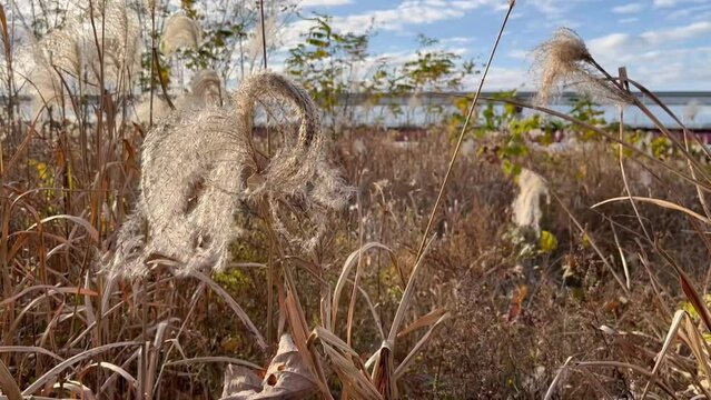 silver grass swaying in the wind