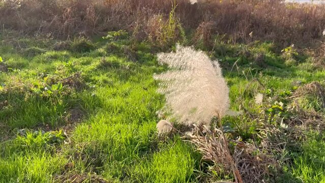 japanese silver grass in the wind