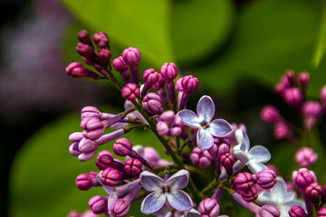 beautiful lilac in spring close up	
