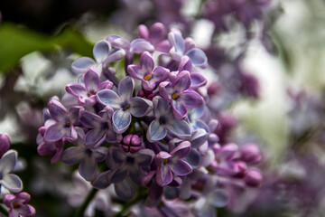 Beautiful light purple lilac in spring