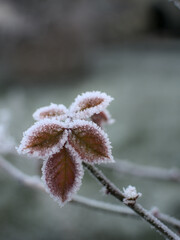 Naklejka premium Slightly blurred rose leaves covered with frost, in a corner of the picture. For winter background.