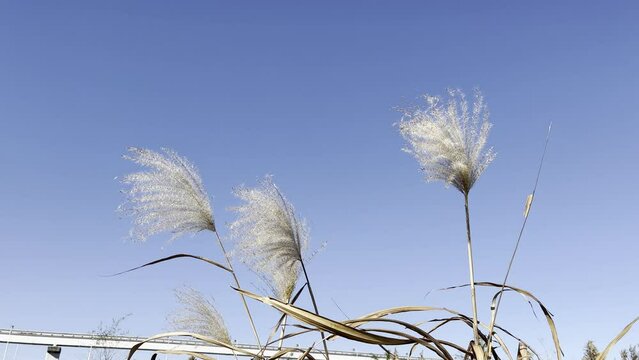 silver grass swaying in the wind and sky