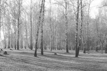 Fototapeta na wymiar Beautiful birch trees in autumn