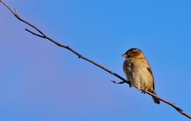 bird on a branch