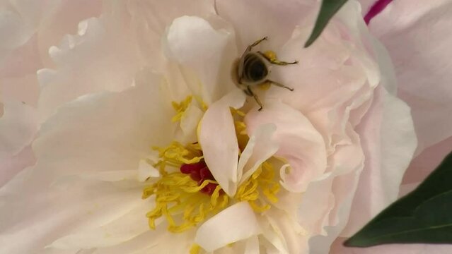 Eine Biene krabbelt tief im Inneren einer hellen Pfingstrose auf den gelben Bl&uuml;tenf&auml;den (Makro)