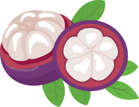 Flower mangosteen icon cartoon vector. Garcinia fruit. Retro plant