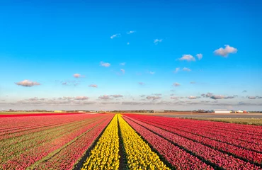 Schilderijen op glas A field of red, pink, and yellow tulips in The Netherlands. © Alex de Haas
