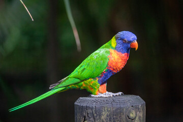 Caribbean island wildlife and flora