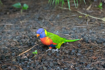 Caribbean island wildlife and flora