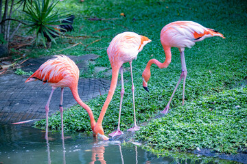 Caribbean island wildlife and flora