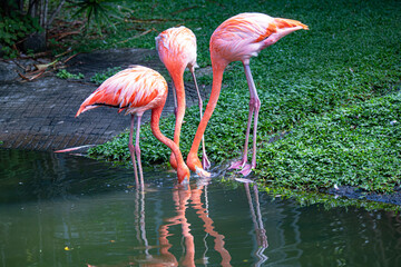 Caribbean island wildlife and flora