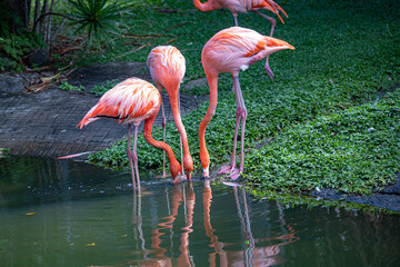 Caribbean island wildlife and flora