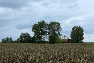 Walking Trail in the countryside - Parc Regional des caps et marais d'opales - Buysscheure - Nord - Hauts-de-France - France