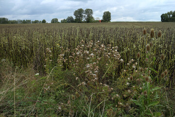 Walking Trail in the countryside - Parc Regional des caps et marais d'opales - Buysscheure - Nord - Hauts-de-France - France
