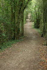 Walking Trail in the countryside - Parc Regional des caps et marais d'opales - Buysscheure - Nord - Hauts-de-France - France