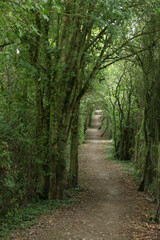 Walking Trail in the countryside - Parc Regional des caps et marais d'opales - Buysscheure - Nord - Hauts-de-France - France