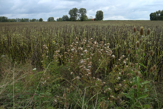 Walking Trail in the countryside - Parc Regional des caps et marais d'opales - Buysscheure - Nord - Hauts-de-France - France