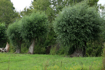Walking Trail in the countryside - Parc Regional des caps et marais d'opales - Buysscheure - Nord -...