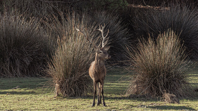 Deer in Donana National Park in Spain A UNESCO World Heritage Site