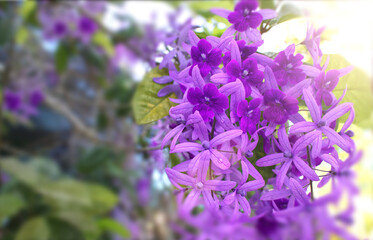 Sandpaper Vine Flowers, Purple flowers in natural light