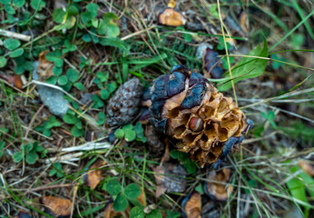 A pine cone was eaten by squirrels in the forest.