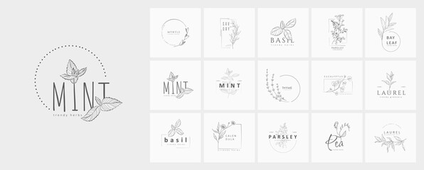 Set of logo with herbs and spices. Botanical floral frame. Hand drawn wedding herb, homeplant with elegant leaves. Botanical rustic trendy greenery vector - obrazy, fototapety, plakaty