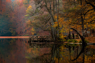 autumn in the forest	
