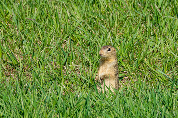 Naklejka na ściany i meble ground squirrel posing in grass