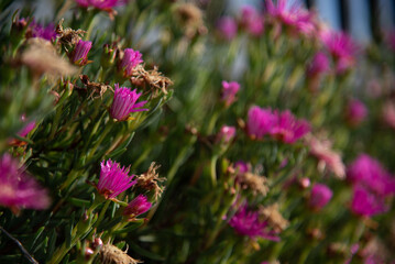 Purple flowers on blurred background