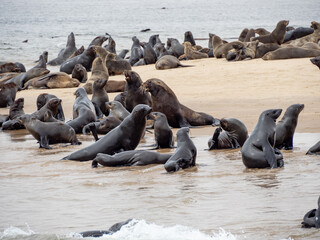 Cape fur Seals at the Cape Cross Seal Colony, Namibia