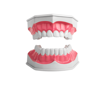 Open jaw model with upper and lowe teeth. White tooth isolated on white background. Dentistry concept